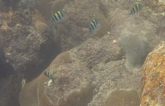 Abudefduf vaigiensis
