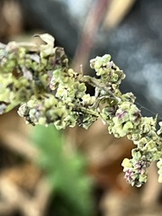 Chenopodium album
