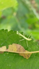 Hierodula patellifera