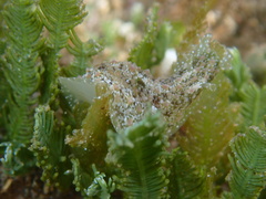 Dolabrifera nicaraguana