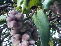 Garrya elliptica