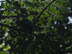 Brotogeris jugularis