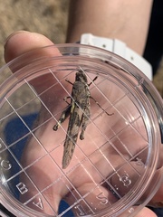 Trimerotropis pallidipennis