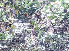 Garrya elliptica
