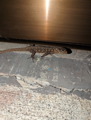 Lepidophyma flavimaculatum