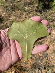 Quercus marilandica