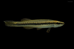 Fundulus