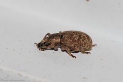 Otiorhynchus singularis