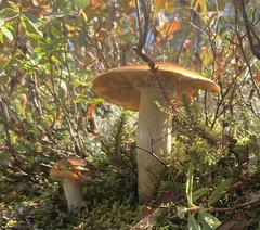 Cortinarius mucosus