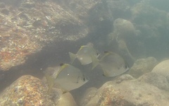 Monodactylus argenteus