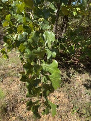 Quercus marilandica