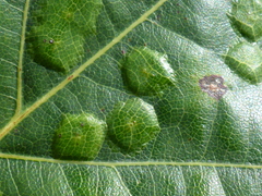 Taphrina caerulescens