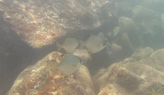 Monodactylus argenteus