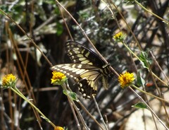 Papilio polyxenes rudkini