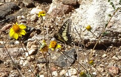 Papilio polyxenes rudkini
