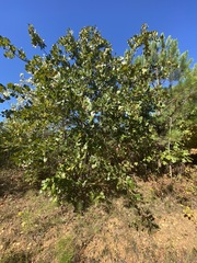 Quercus marilandica