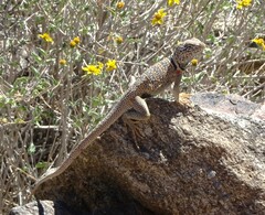 Crotaphytus bicinctores