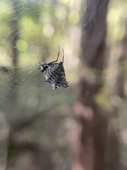 Micrathena