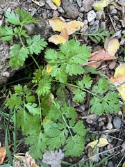 Tanacetum parthenium