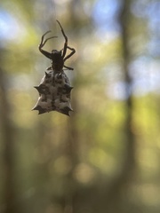 Micrathena
