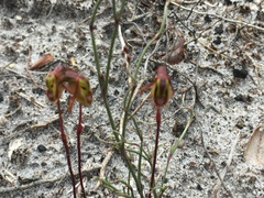Caleana nigrita