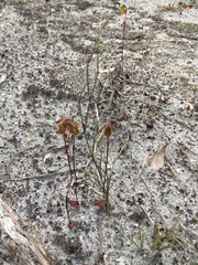 Caleana nigrita