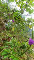 Stachytarpheta cayennensis
