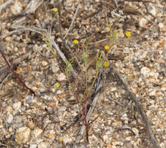 Picradeniopsis multiflora