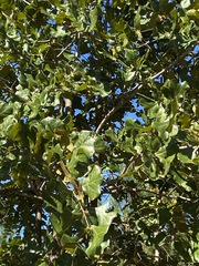 Quercus marilandica