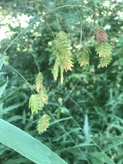 Chasmanthium latifolium