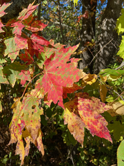 Acer rubrum image
