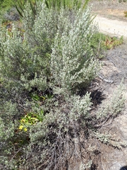Cistus halimifolius