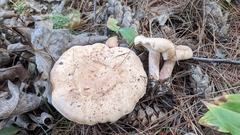 Lactarius chrysorrheus