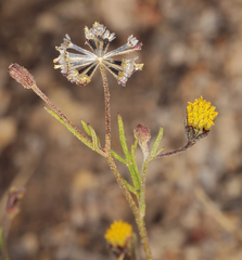 Picradeniopsis multiflora