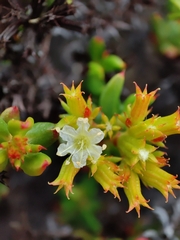 Chorizanthe mieresii