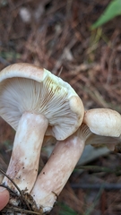 Lactarius chrysorrheus