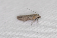 Obithome punctiferella