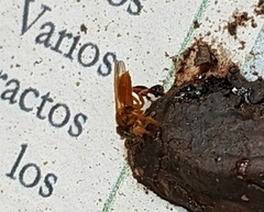 Tetragonisca