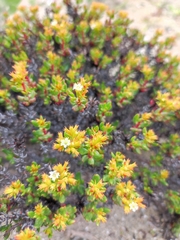 Chorizanthe mieresii