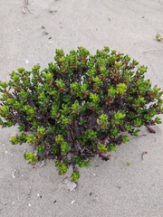 Chorizanthe mieresii