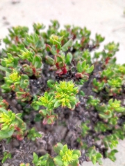 Chorizanthe mieresii