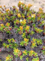 Chorizanthe mieresii