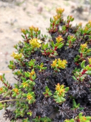 Chorizanthe mieresii