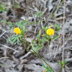 Stylosanthes