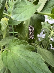 Autographa californica