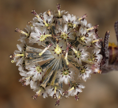 Picradeniopsis multiflora