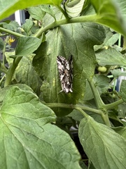Autographa californica