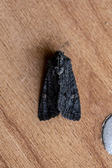 Neumichtis nigerrima