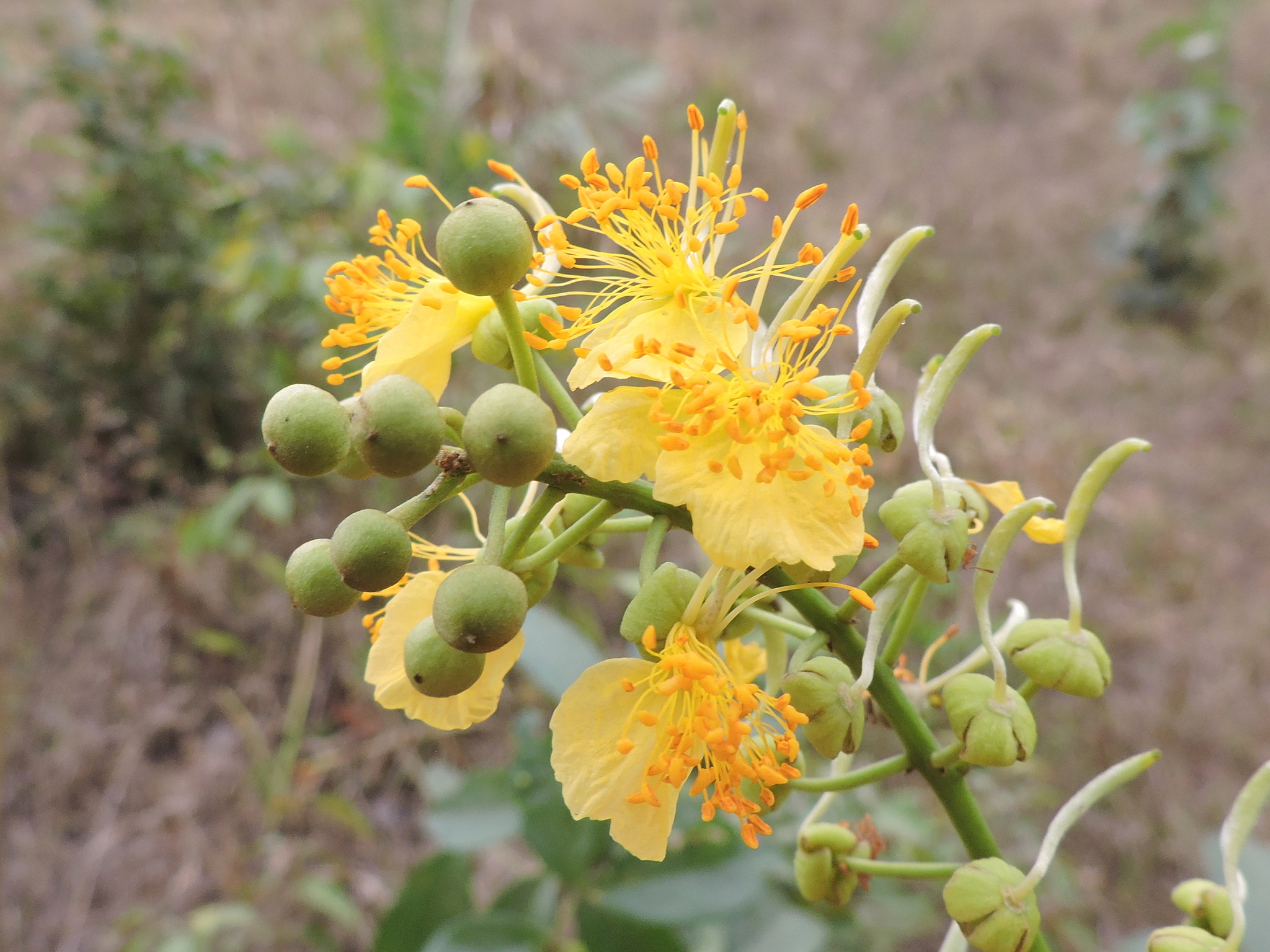 Swartzia laurifolia