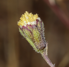 Picradeniopsis multiflora